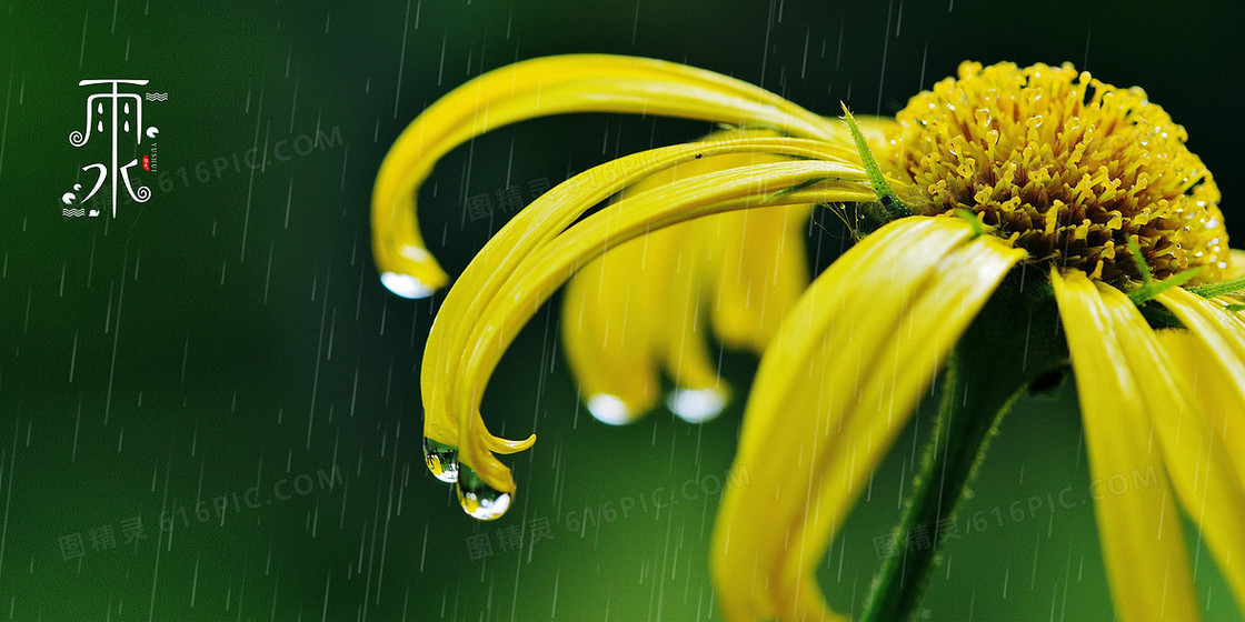 创意趣味春天雨水节气花朵摄影图合成背景