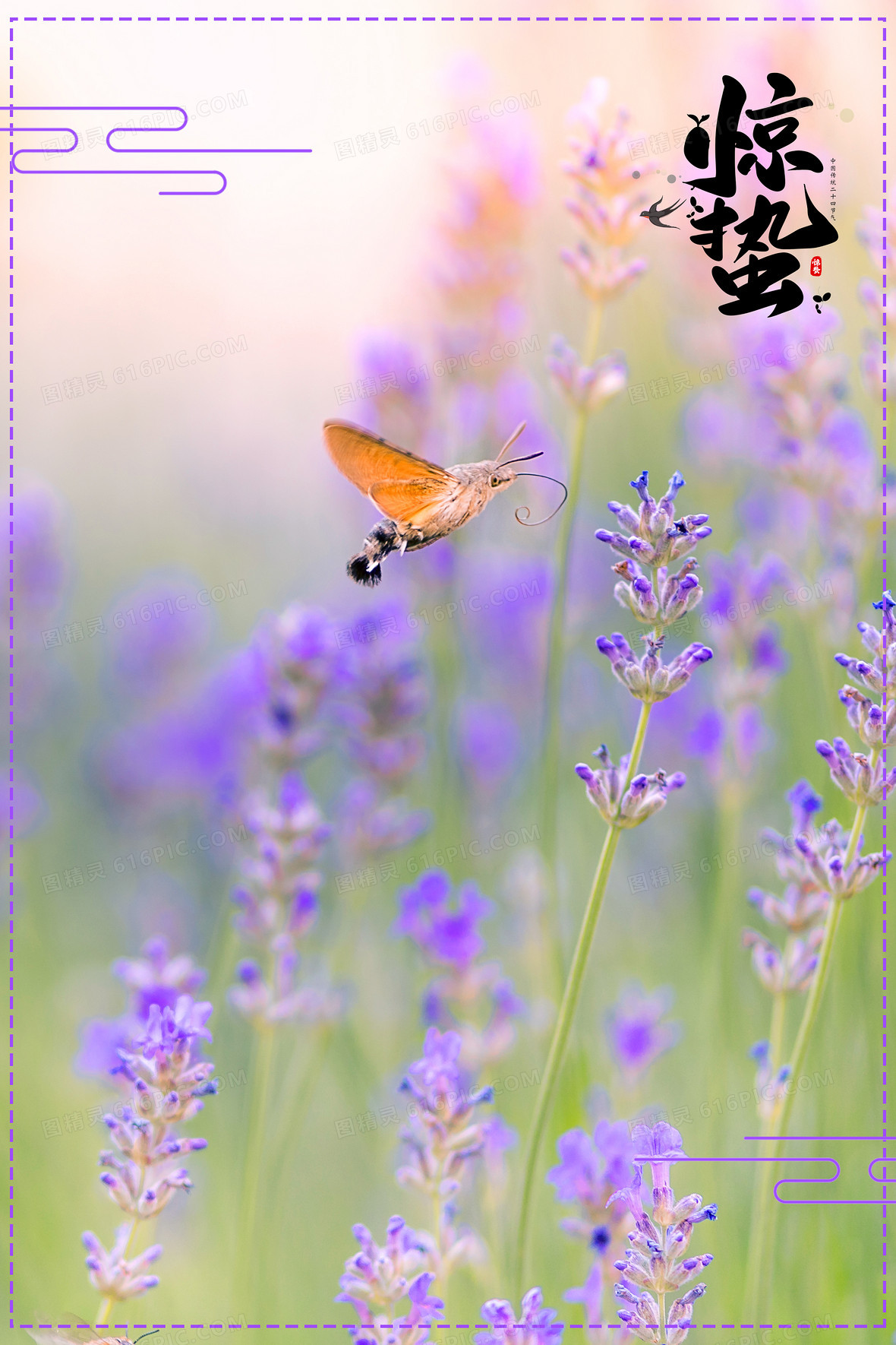 紫色唯美惊蛰蝴蝶花朵摄影合成背景背景图片下载_2362x3543像素JPG格式_编号z6yf3x90v_图精灵