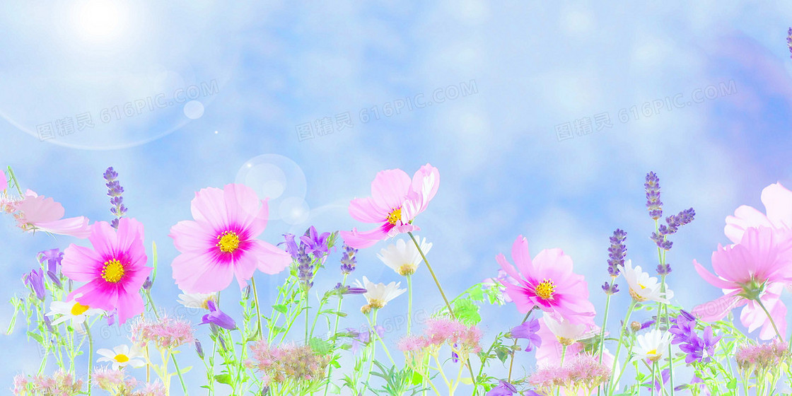 小清新雏菊蓝天阳光花朵摄影合成背景