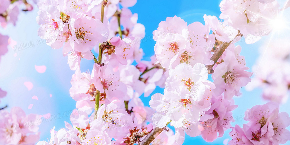 蓝天盛开樱花花朵摄影合成图