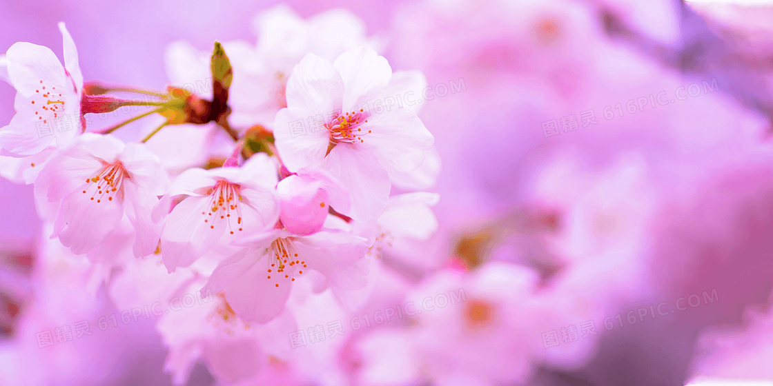 小清新春季桃花盛开背景