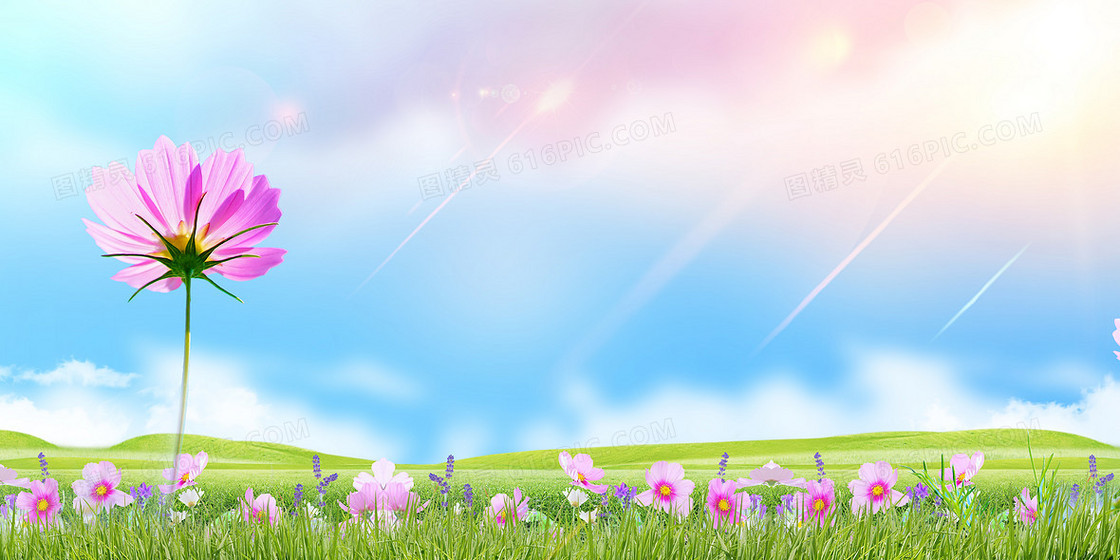 春季小清新盛开鲜艳花朵摄影图合成背景