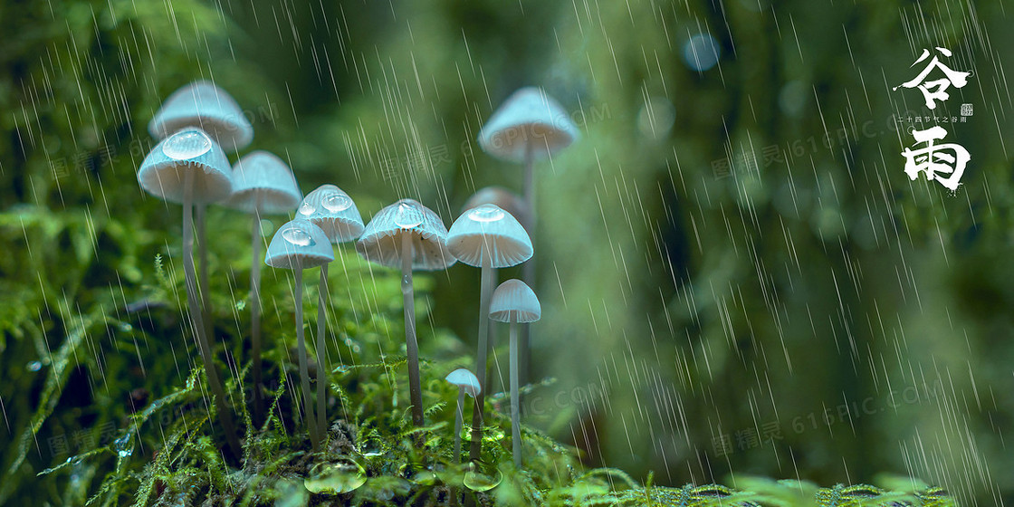 简约二十四节气谷雨背景