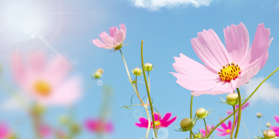 摄影图合成小清新春暖花开花朵背景
