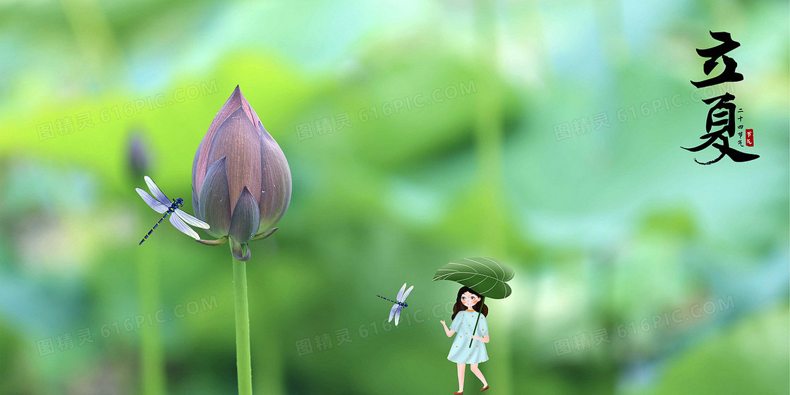 立夏荷花蜻蜓摄影合成背景