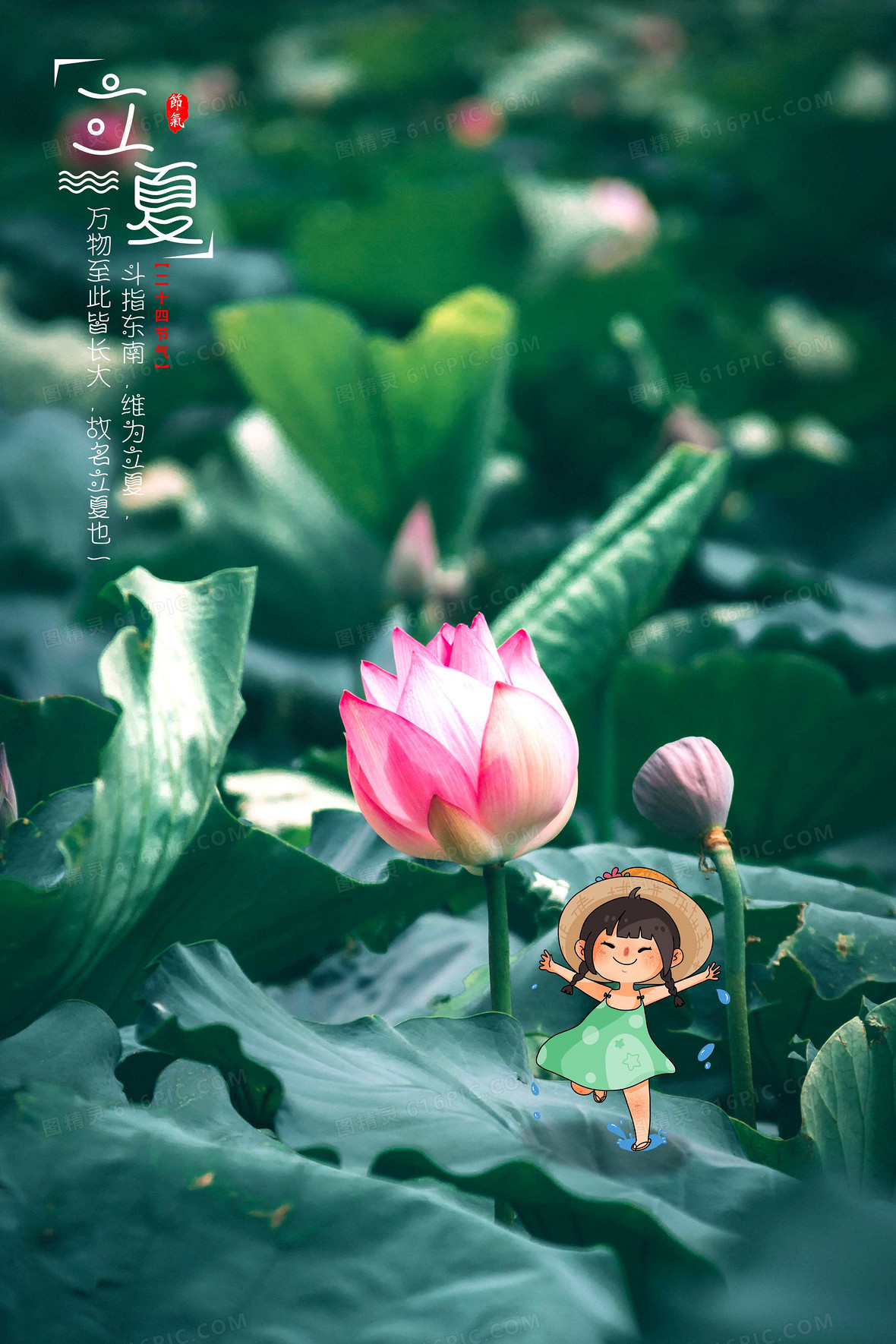 小清新夏日荷花立夏摄影合成背景