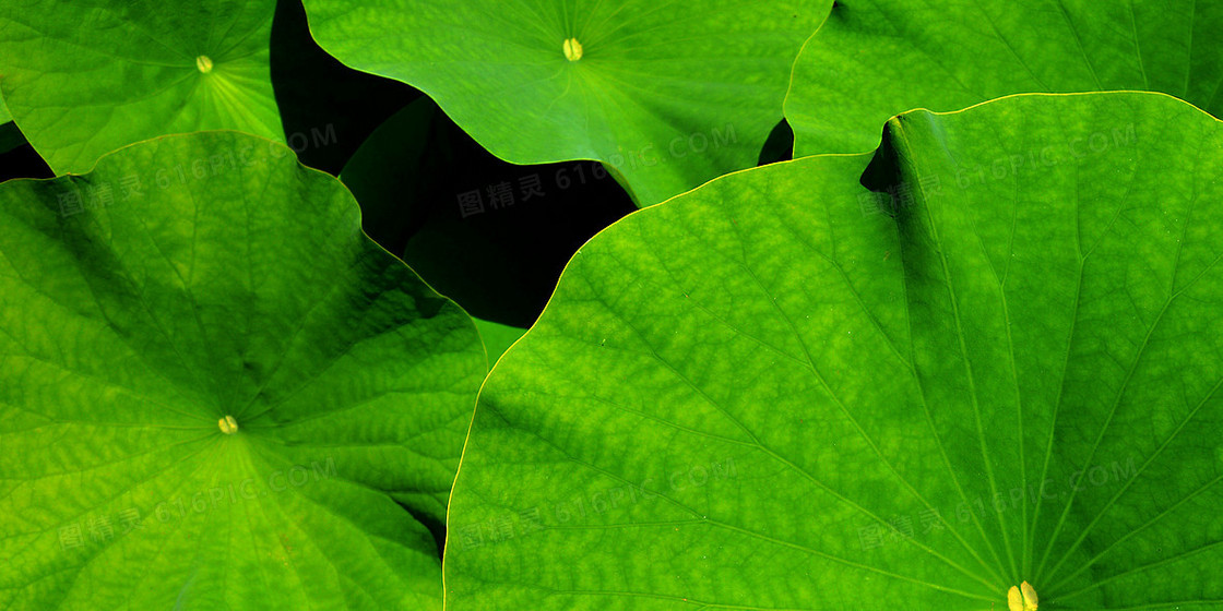清新绿色摄影合成荷叶立夏背景
