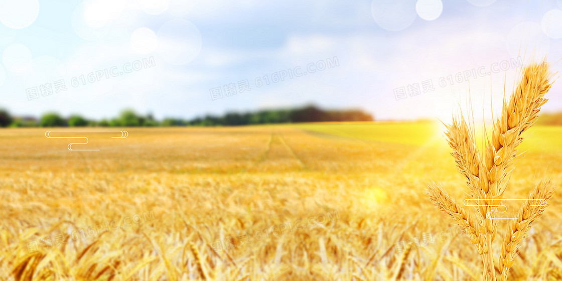 二十四节气小满麦田成熟小麦麦穗背景