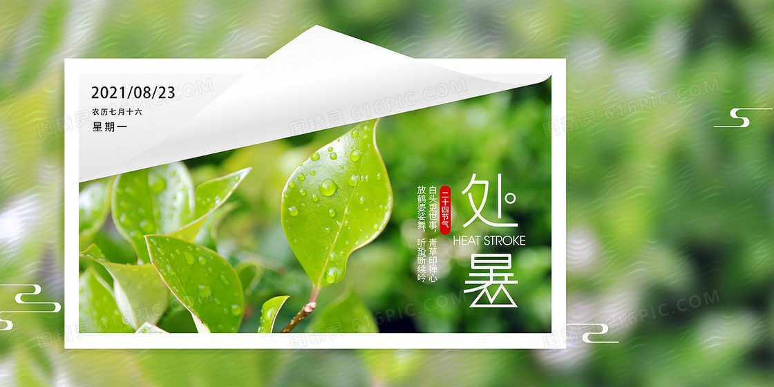 二十四节气处暑夏季植物夏天背景