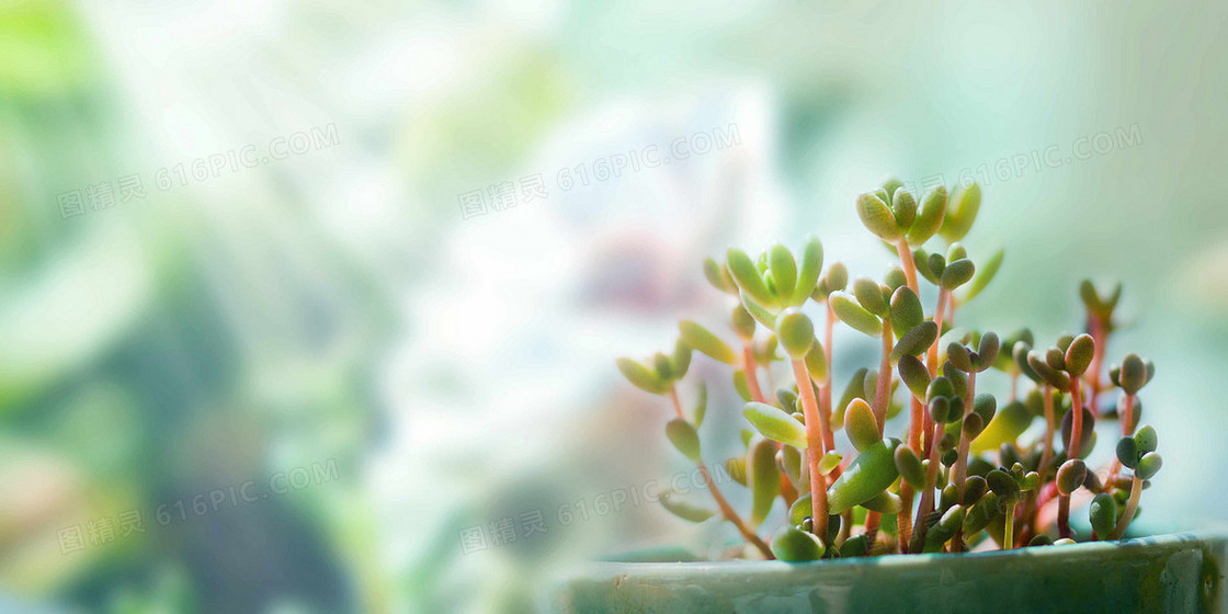 小清新文艺绿植摄影合成植物背景