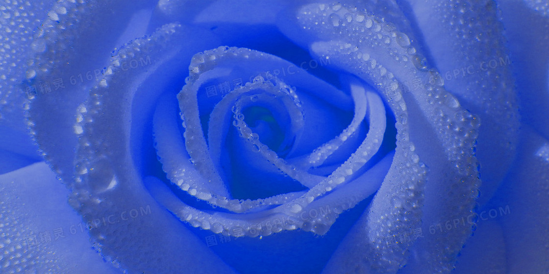 克莱因蓝玫瑰花朵纹理背景