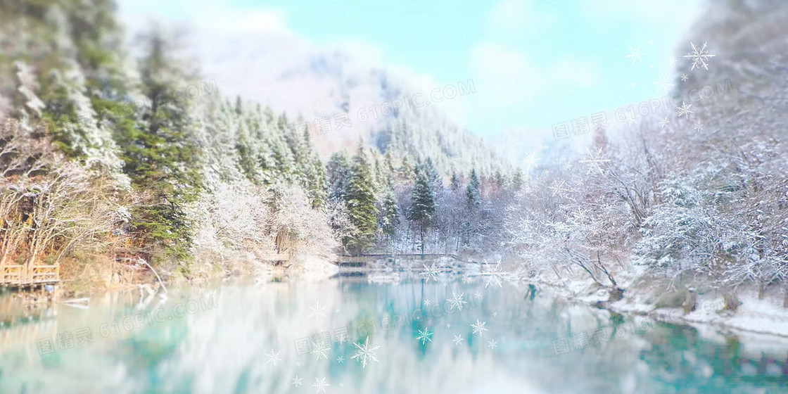 雪绒花冬季小寒常青树落雪背景