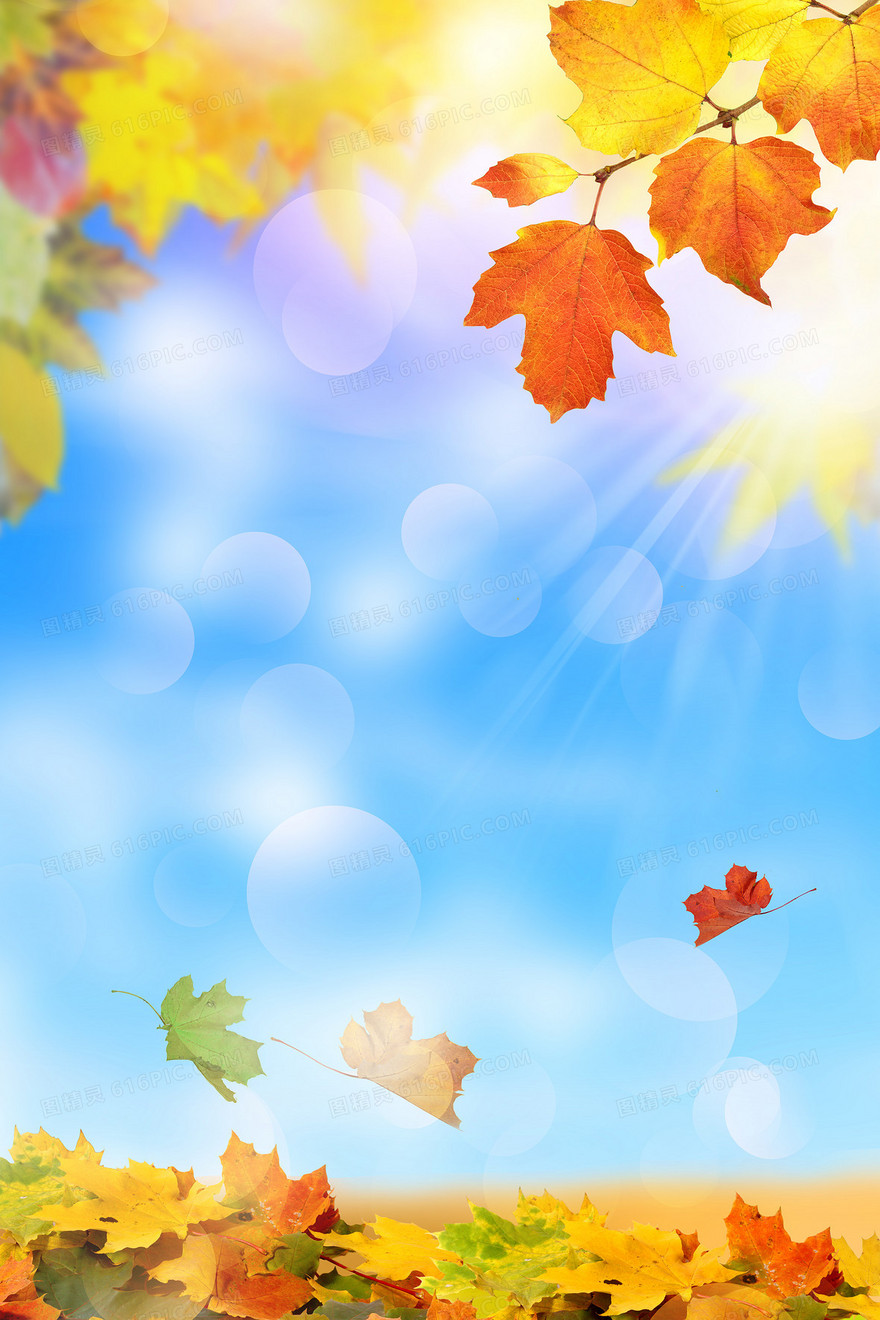 立秋蓝天枫叶光影效果摄影图合成背景