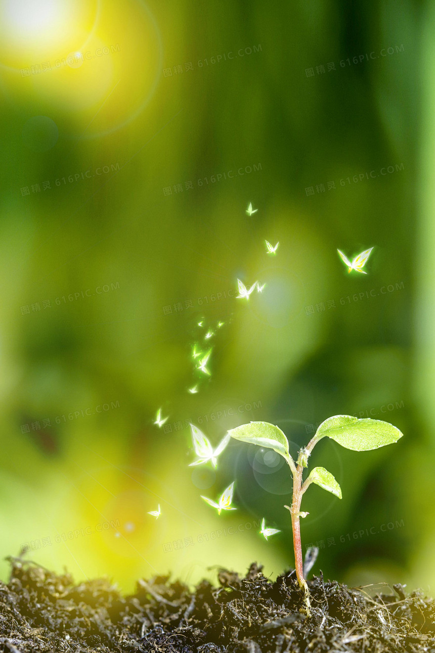 梦幻清新发芽植物绿植合成背景