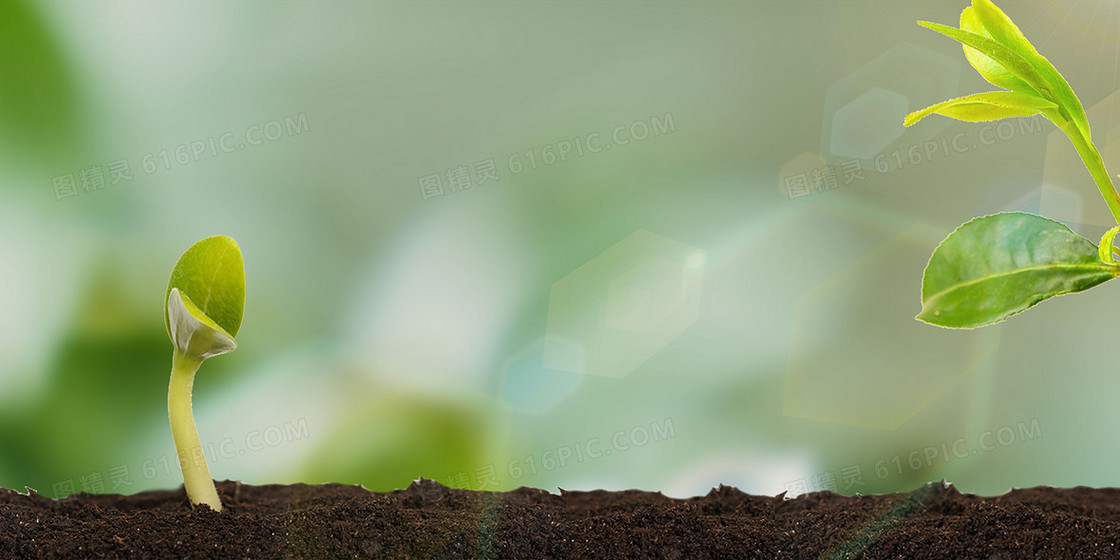 简约清新植物发芽背景图