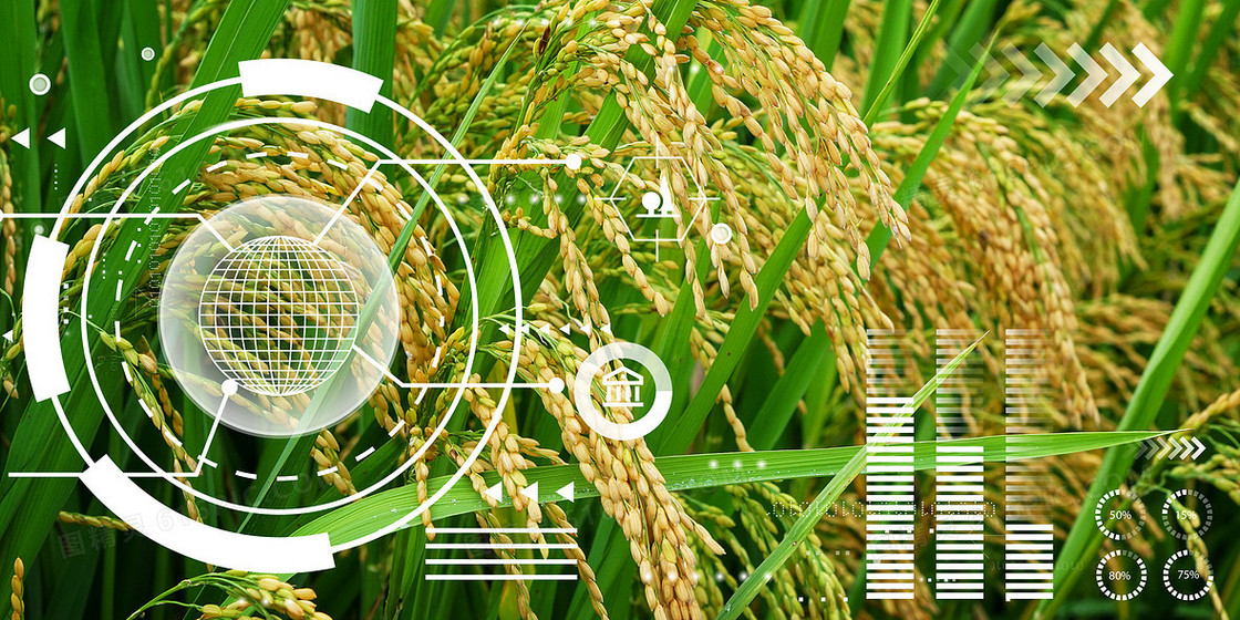 科技农业农产品合成人工智能麦穗摄影图背景