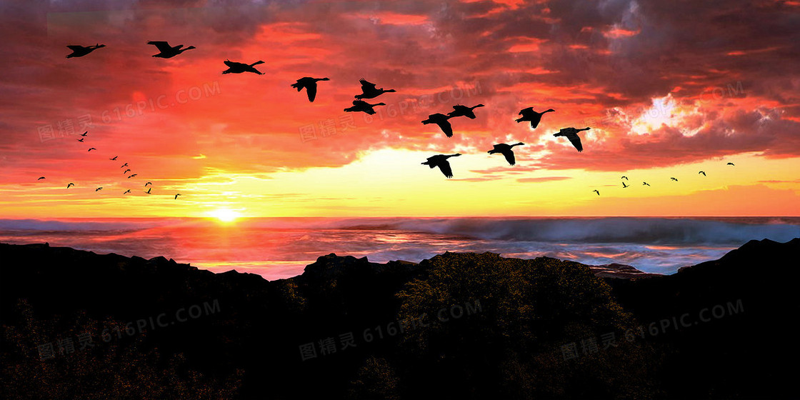 世界候鸟日候鸟迁徙夕阳摄影图合成背景