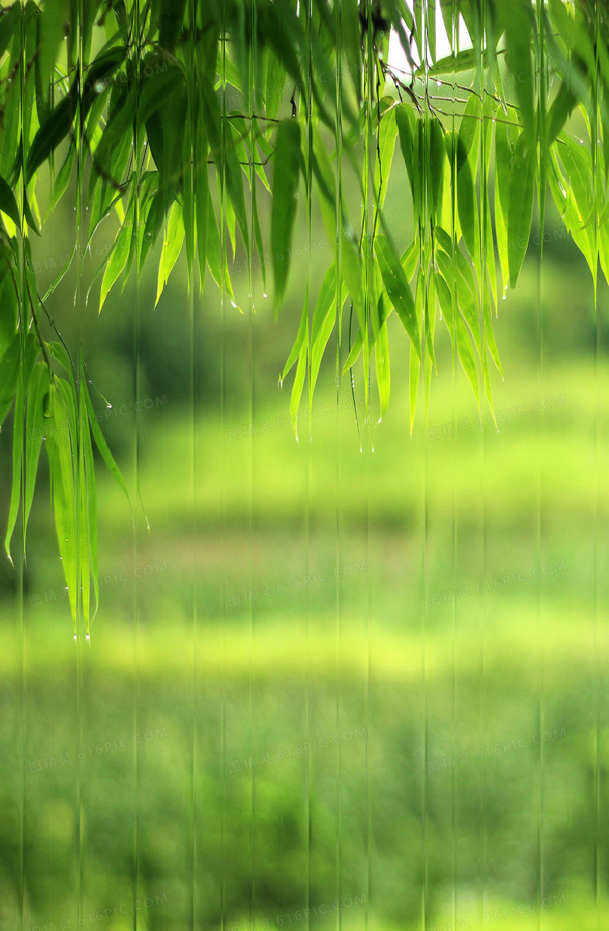 春天落叶长虹玻璃质感背景