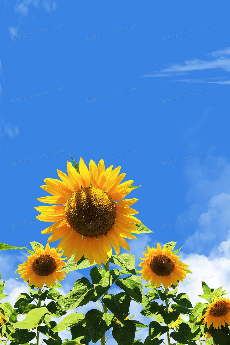 夏日天空向日葵背景