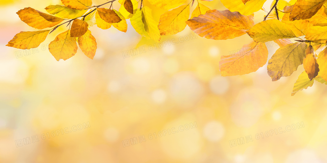 秋季金色的树叶背景