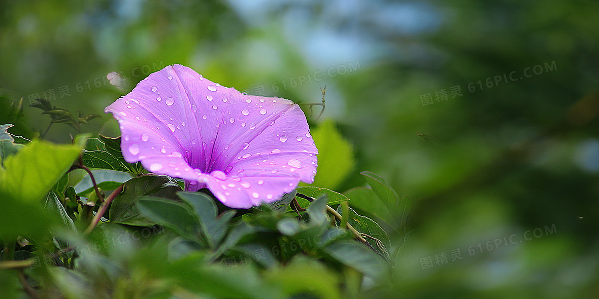 牽牛花全景 福星花園: 槭葉小牽牛