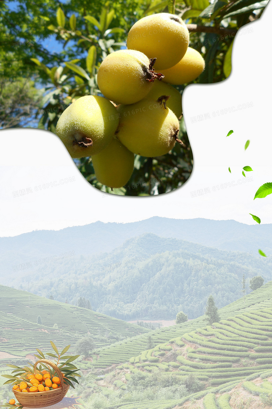 食物枇杷创意合成背景