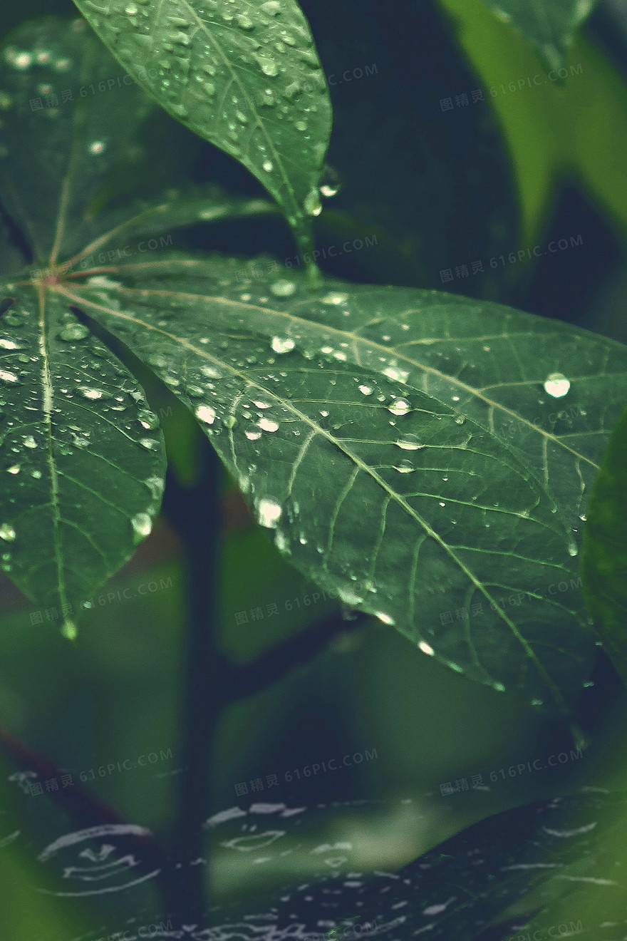 绿色植物寒露节气水滴背景