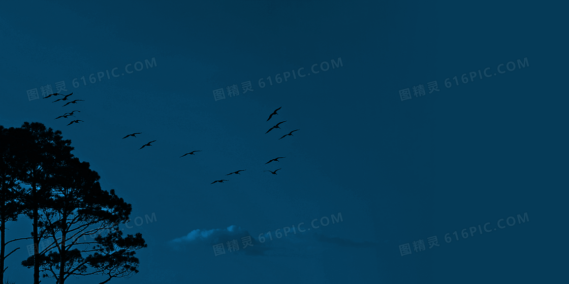 摄影图夜色中的候鸟背景