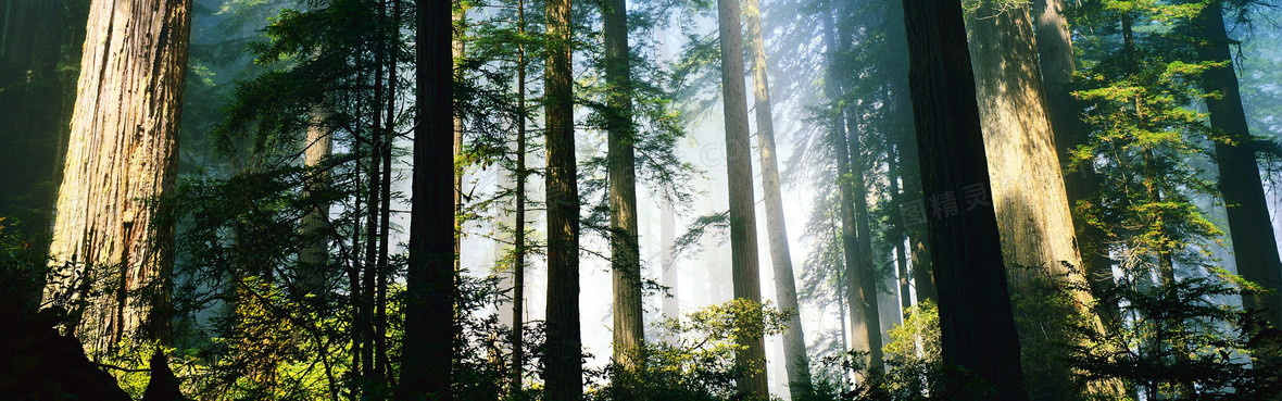 草丛树木 光阴背景 banner背景图片下载_1920x600像素jpg格式_编号138