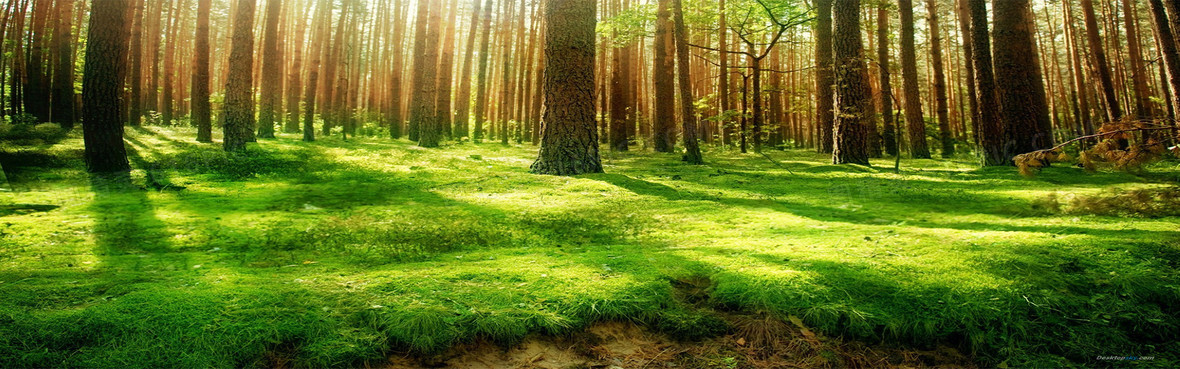 森林背景背景图片下载_1920x631像素jpg格式_编号1lwfq4r3v_图精灵