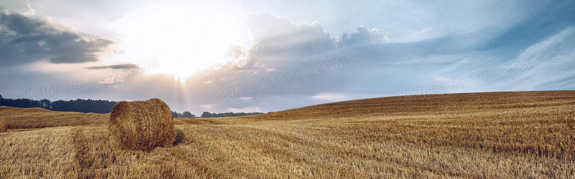    日落  遍地小麦 背景 banner