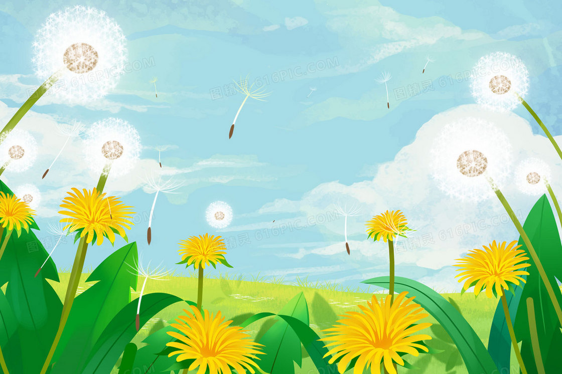小清新蒲公英花卉植物插画