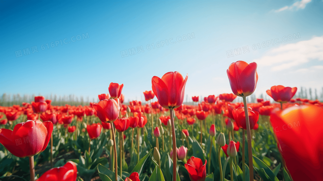 唯美郁金香花海照片