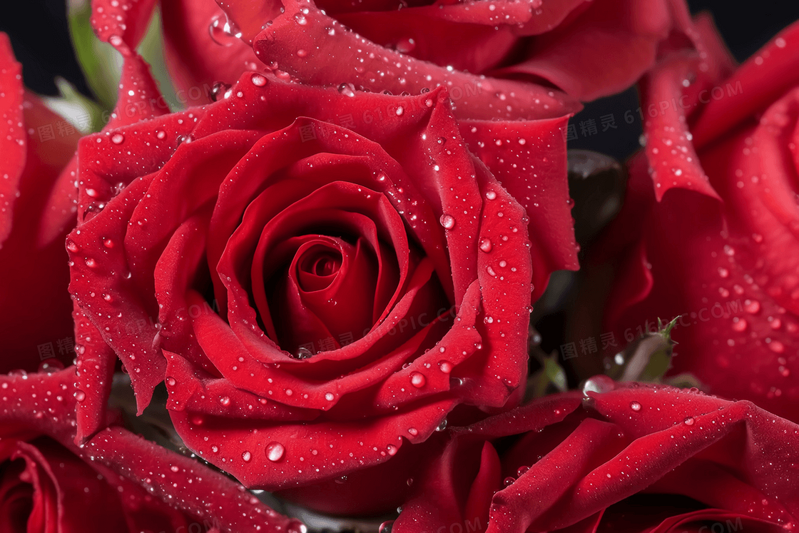 一束娇艳动人的红玫瑰特写