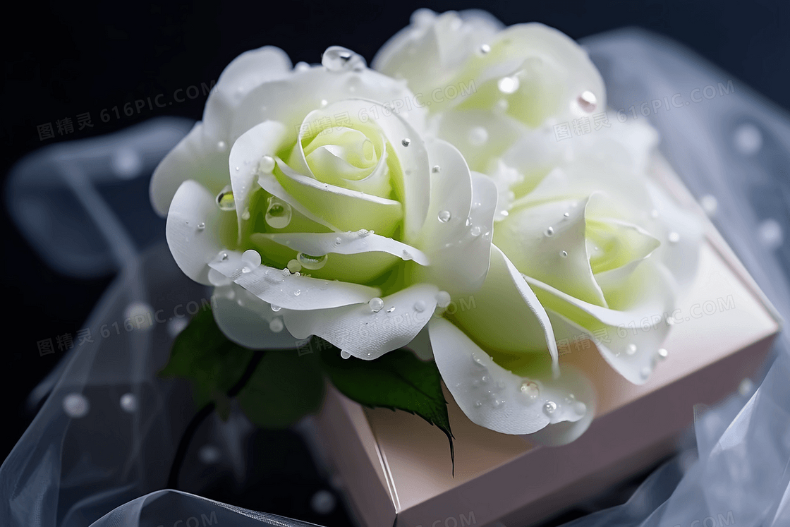 沾满水珠的白玫瑰摆放在礼盒上