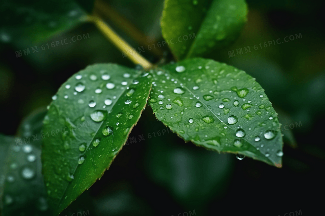 清新雨后叶子上的晶莹剔透的露珠特写摄影图