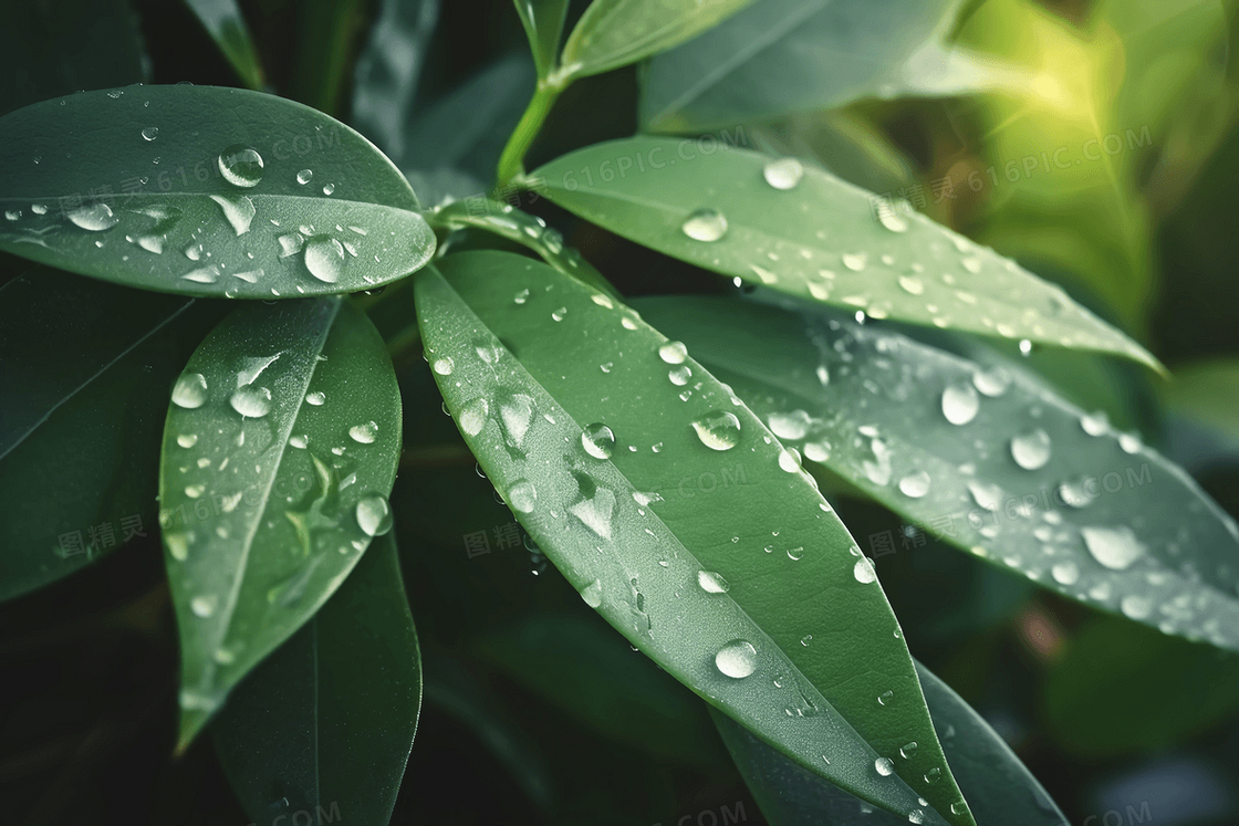 雨后叶子上挂满了露珠特写摄影图