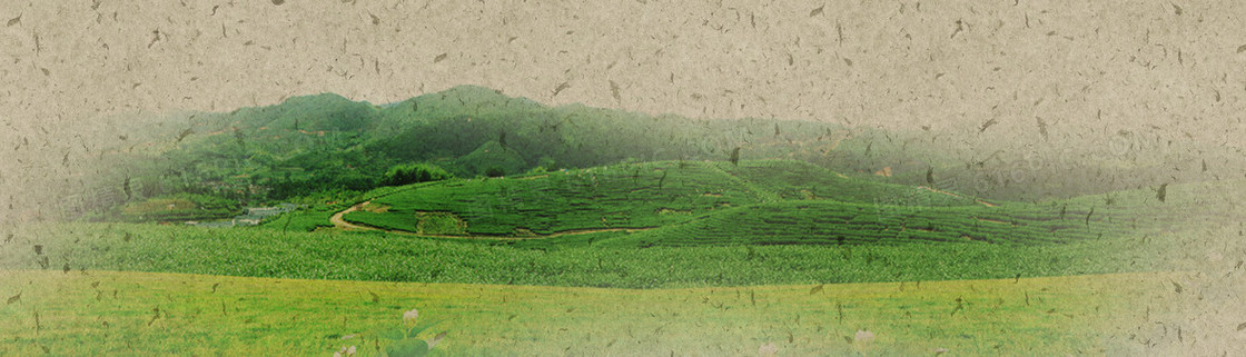 茶叶banner图片