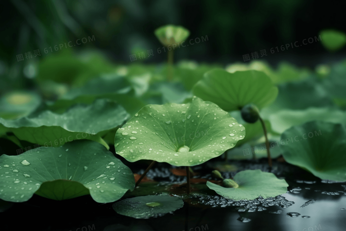 夏季雨后的荷叶上挂着晶莹剔透的露珠