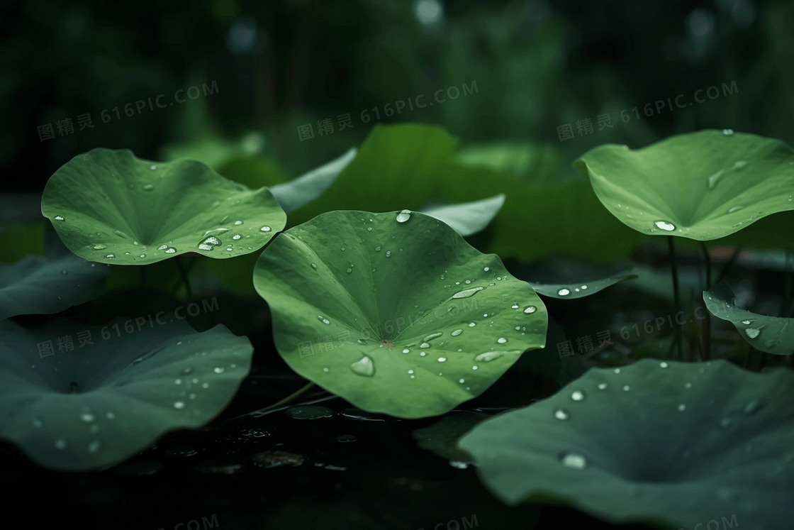 雨后荷叶上挂着晶莹剔透的露珠