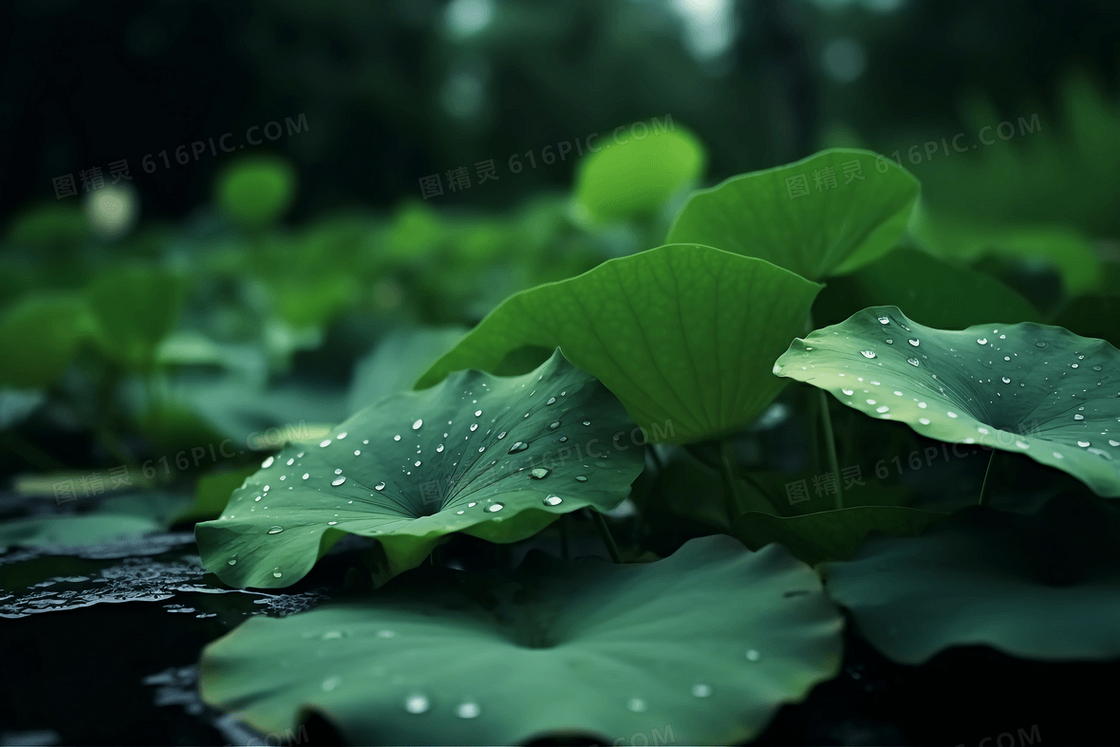 恬静的雨后荷叶上挂着晶莹剔透的露珠