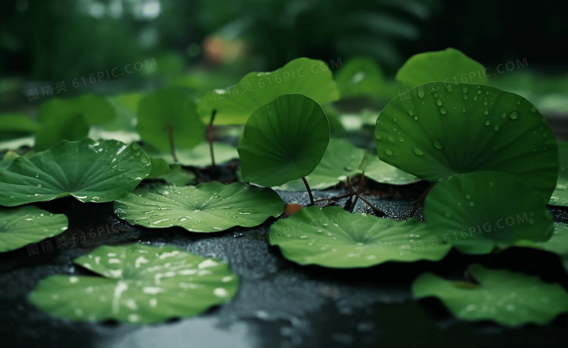 荷塘的荷叶上在清新的雨后挂着晶莹剔透的露珠