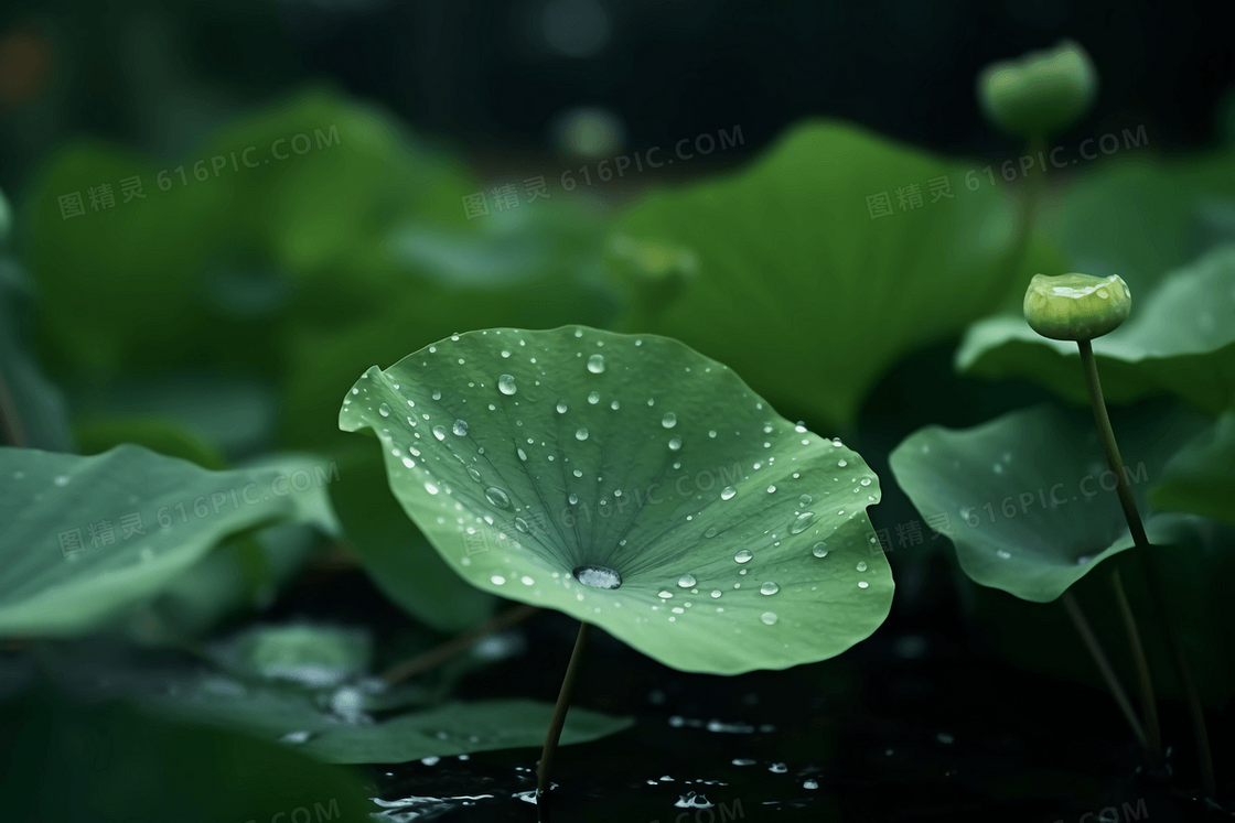 雨后洁净的荷叶上挂着晶莹剔透的露珠