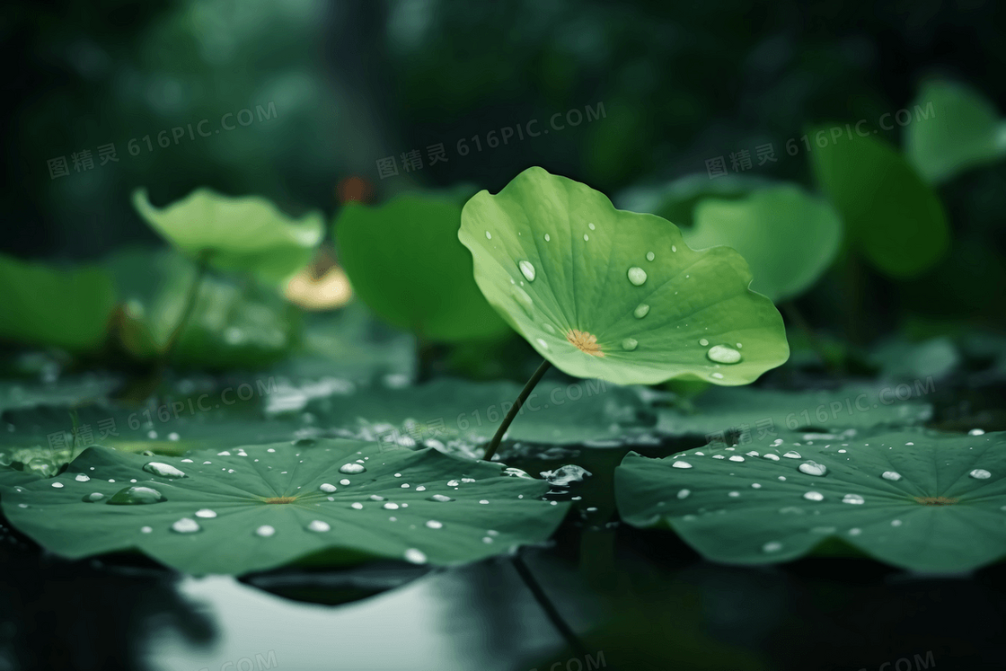 雨后的夏日荷塘里荷叶上挂着晶莹剔透的露珠