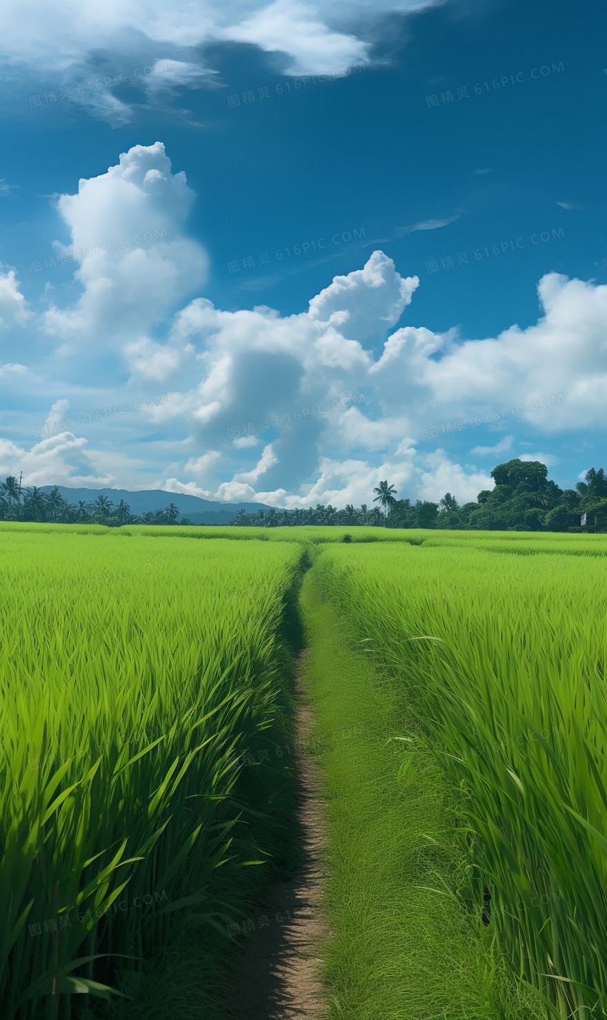 竖版郊外的绿色稻田和小路
