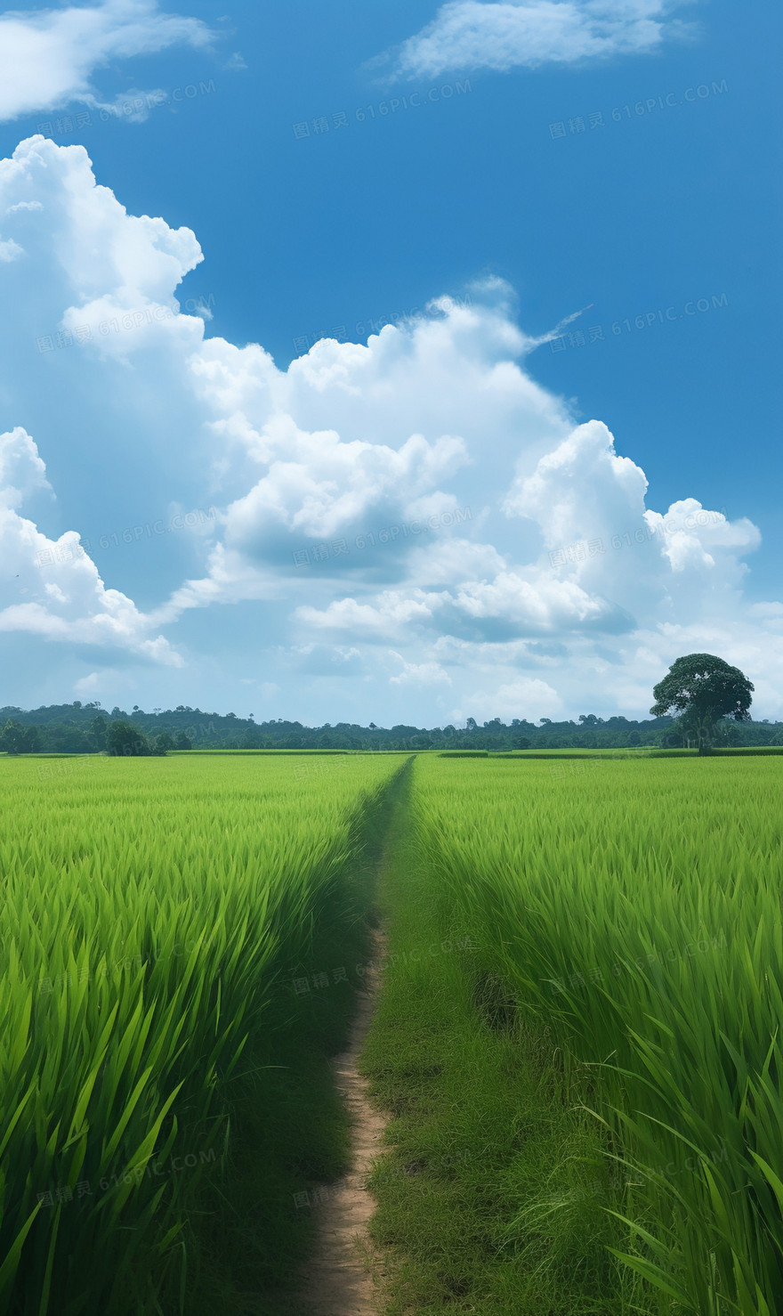 竖版蓝天白云下的绿色稻田