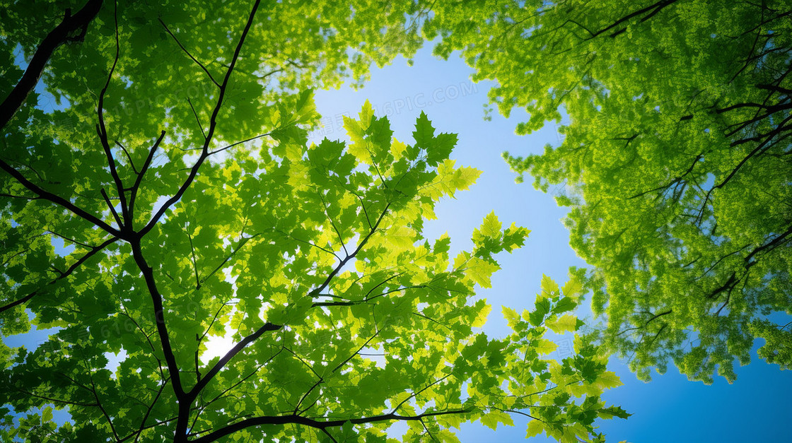 夏天绿色的树叶和蓝色的天空仰视摄影图