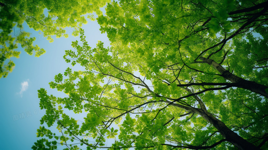 夏天绿色的树叶和蓝色的天空仰视角度配图