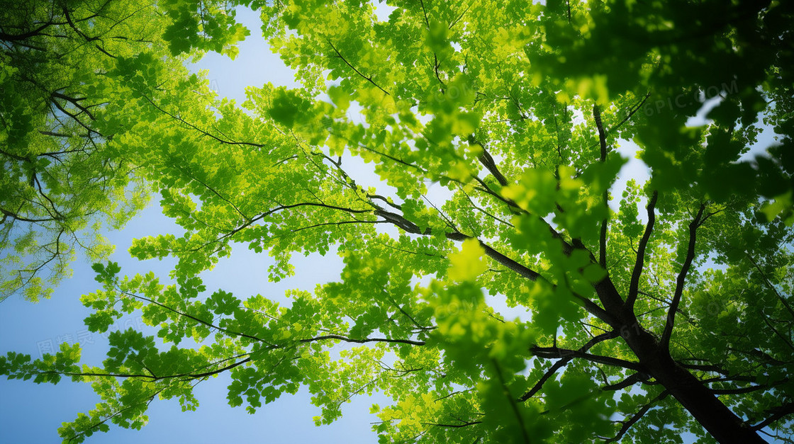 夏天仰视绿色的树叶和蓝色的天空