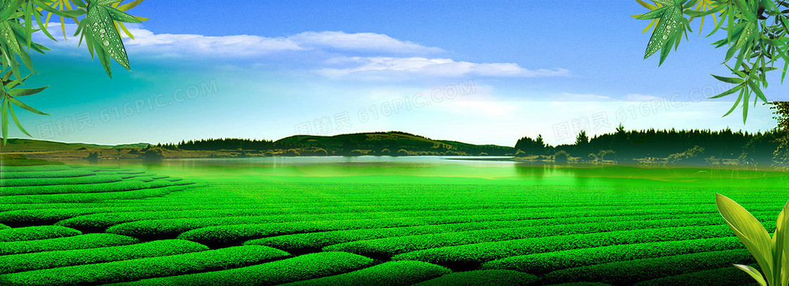 茶叶广告背景banner